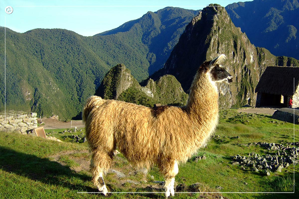 Cusco y pernocte en Machu Picchu 5D/4N - Foto 1